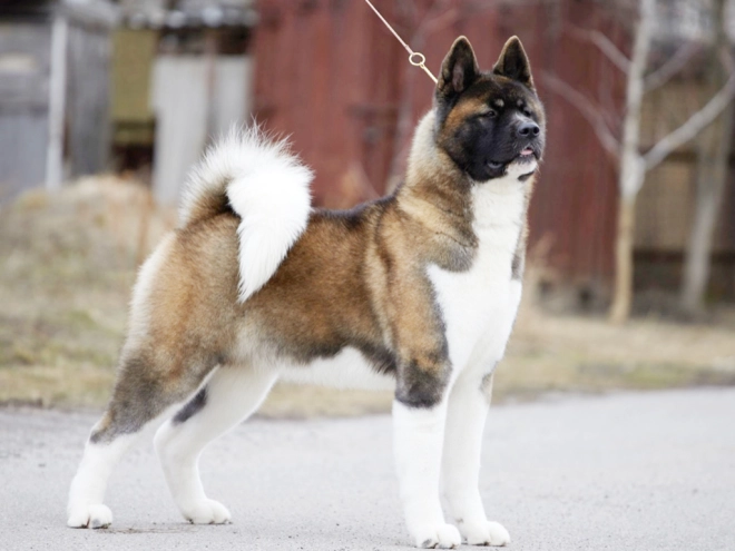 Amerikanischer Akita Welpe kaufen
