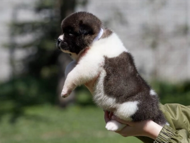 Perros Akita Americano en venta