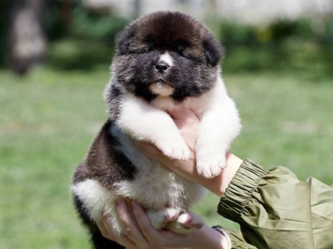 Perros Akita Americano en venta
