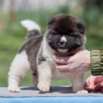 Sierra, red and white Amerikanischer Akita Welpen kaufen