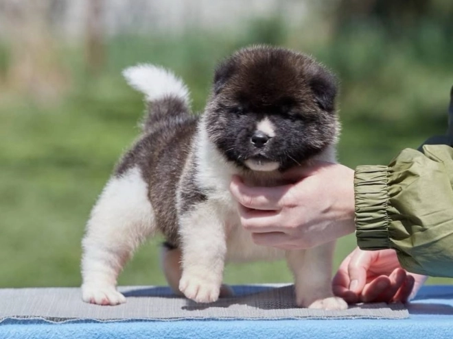 Perros Akita Americano en venta