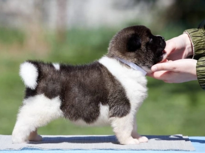 Perros Akita Americano en venta