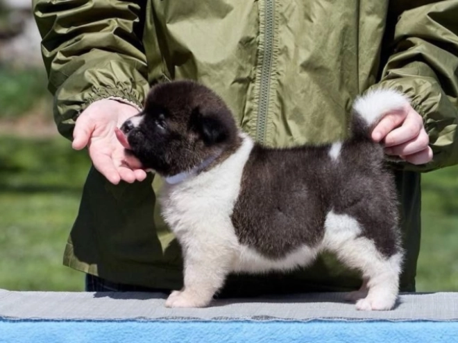 Perros Akita Americano en venta