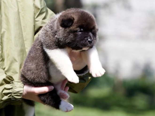 American Akita puppy for sale