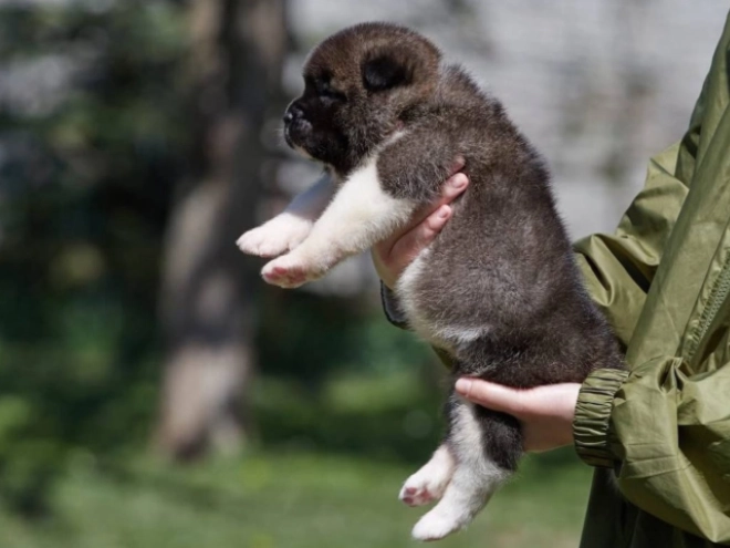 American Akita puppy for sale