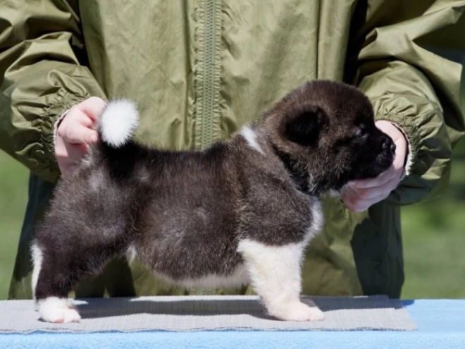 American Akita puppy for sale