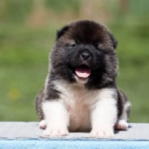 Pandora, red and white Amerikanischer Akita Welpen kaufen