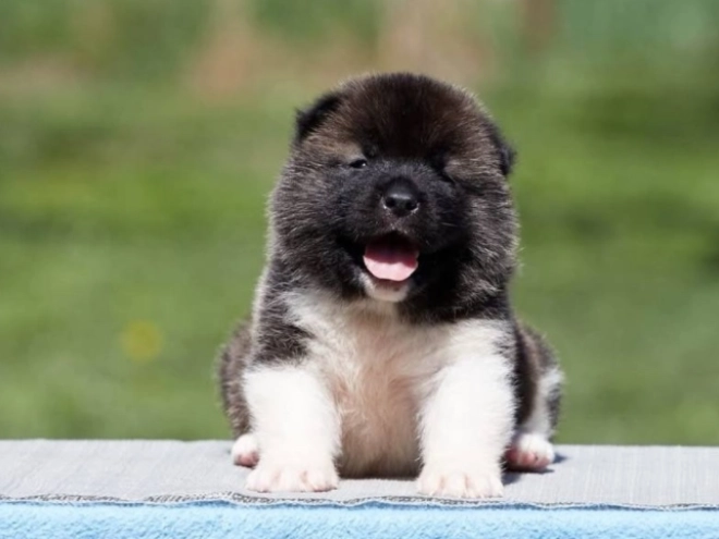 American Akita puppy for sale
