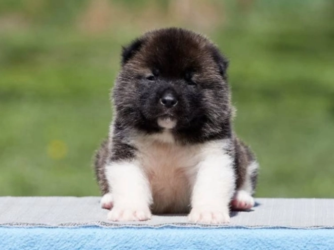 American Akita puppy for sale