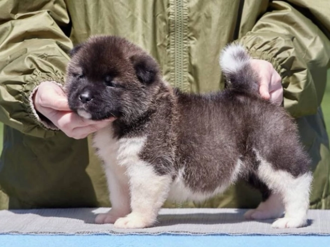 American Akita puppy for sale