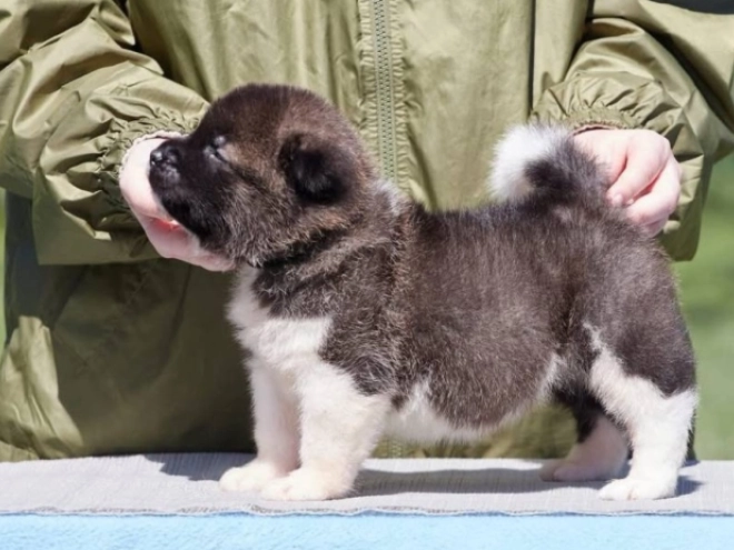 American Akita puppy for sale