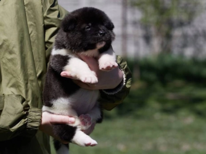 American Akita puppy for sale