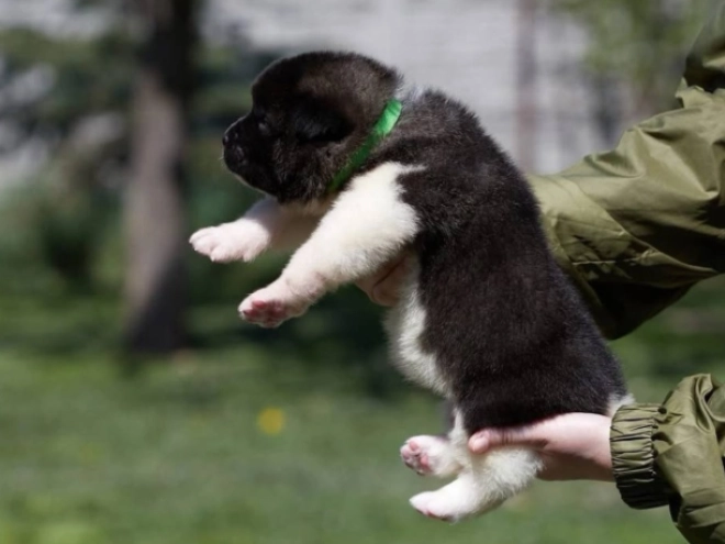 American Akita puppy for sale