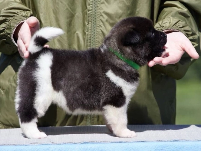 American Akita puppy for sale