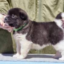 Gigi, red and white Amerikanischer Akita Welpen kaufen