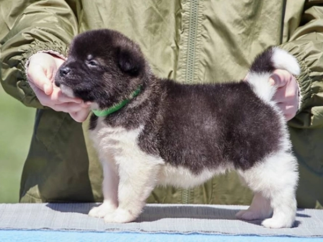 American Akita puppy for sale