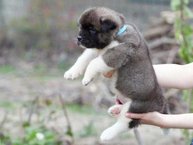 Amerikanischer Akita Welpe kaufen