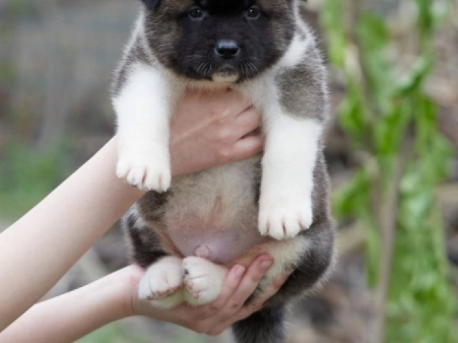 Amerikanischer Akita Welpe kaufen
