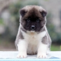 Titus, red and white Amerikanischer Akita Welpen kaufen