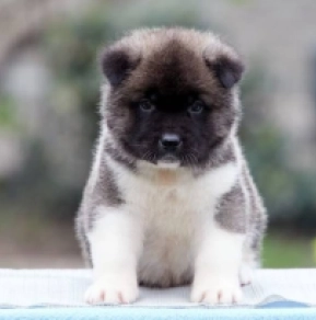 Amerikanischer Akita Welpe kaufen
