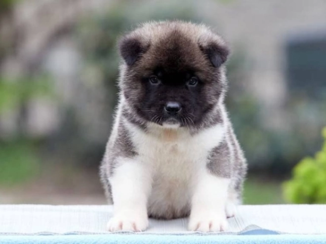 Amerikanischer Akita Welpe kaufen