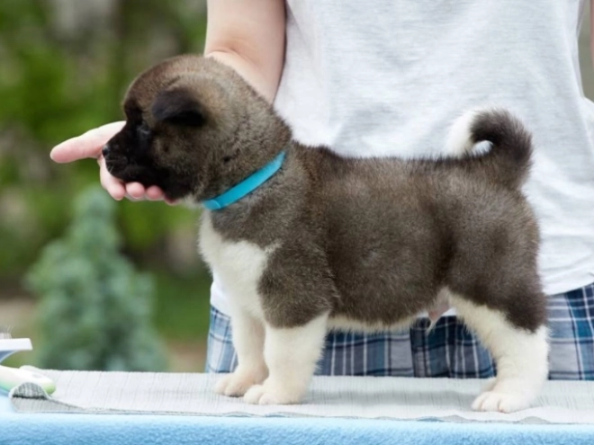 Amerikanischer Akita Welpe kaufen