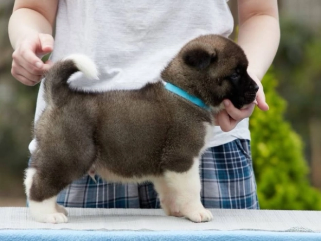 Amerikanischer Akita Welpe kaufen