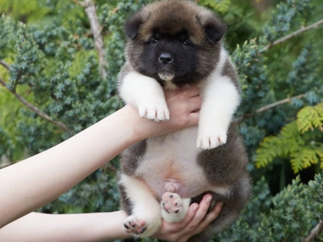 American Akita puppy for sale