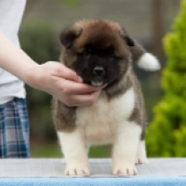 Mercer, red and white Amerikanischer Akita Welpen kaufen
