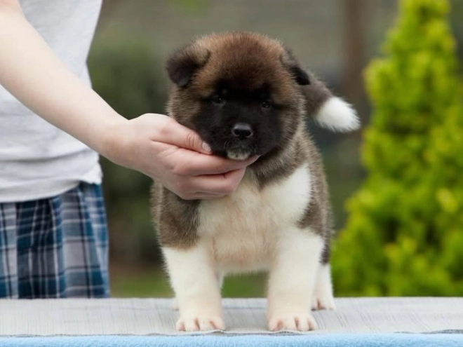 American Akita puppy for sale