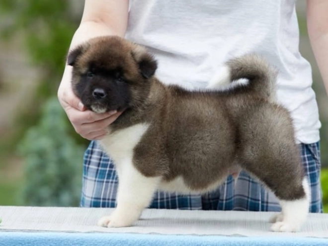 American Akita puppy for sale