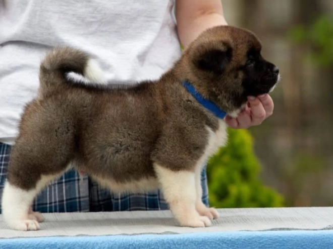 American Akita puppy for sale