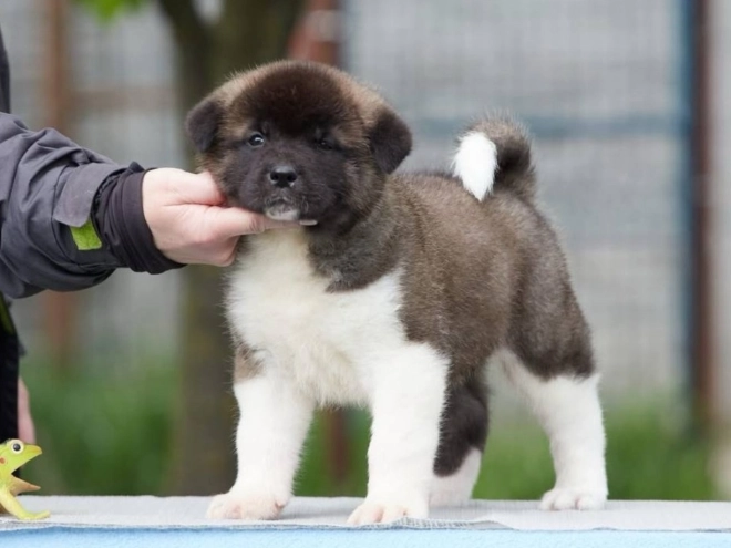 American Akita puppy for sale