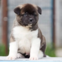 Cassius, red and white Amerikanischer Akita Welpen kaufen