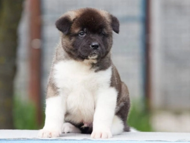 American Akita puppy for sale