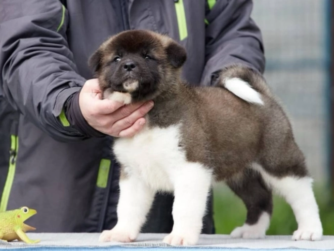 American Akita puppy for sale