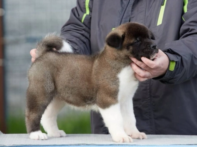 American Akita puppy for sale