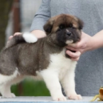 Posey, red and white Amerikanischer Akita Welpen kaufen