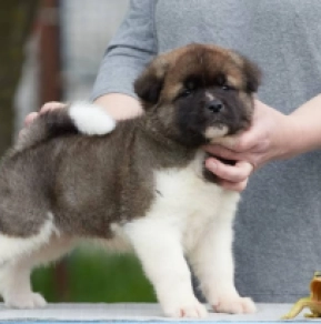 Amerikanischer Akita Welpe kaufen