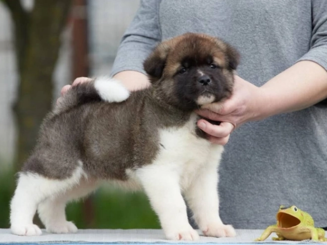 Amerikanischer Akita Welpe kaufen