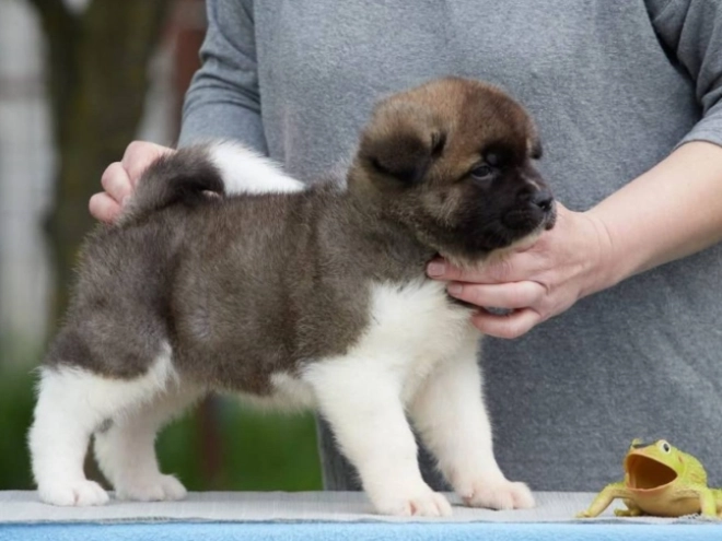 Amerikanischer Akita Welpe kaufen