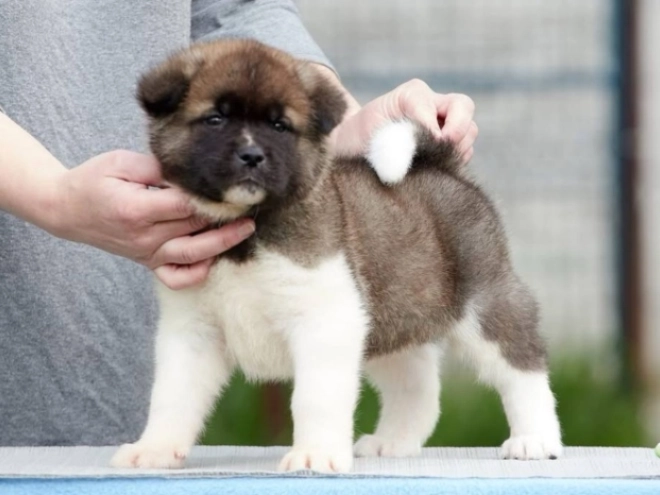 Amerikanischer Akita Welpe kaufen