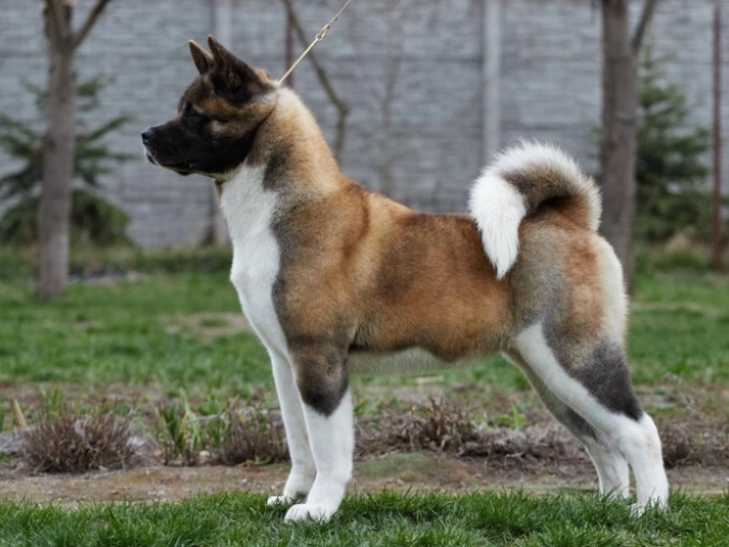 American Akita puppy for sale