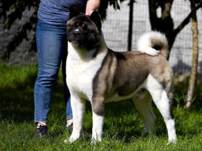 Amerikanischer Akita Welpe kaufen