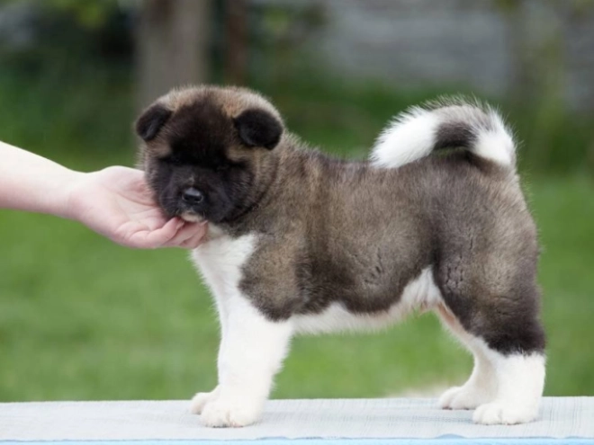 Amerikanischer Akita Welpe kaufen