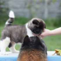 Neutron, red and white Amerikanischer Akita Welpen kaufen