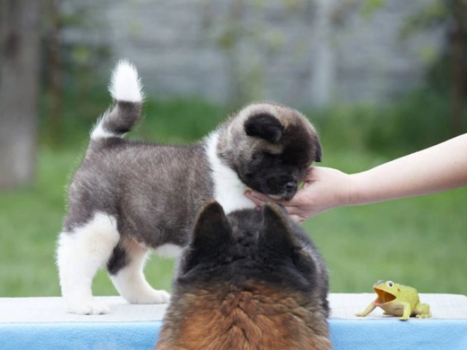 Amerikanischer Akita Welpe kaufen