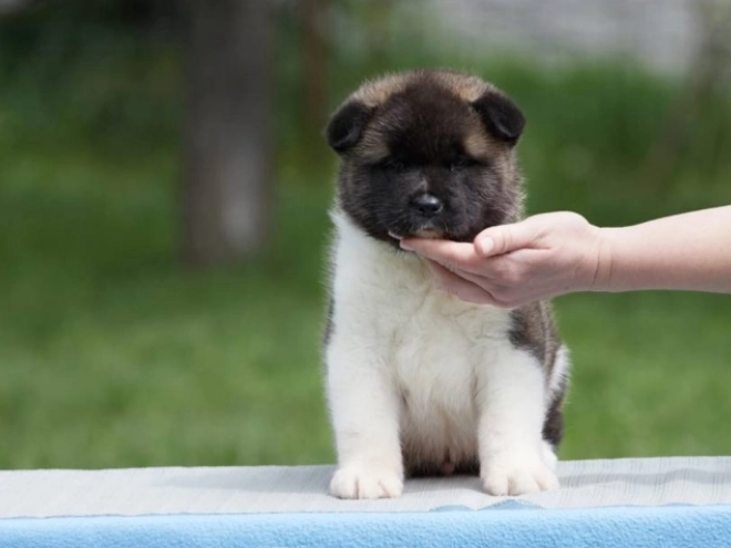 Amerikanischer Akita Welpe kaufen