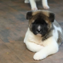 Doby, red and white Amerikanischer Akita Welpen kaufen
