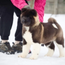 Chan, red and white American Akita for sale